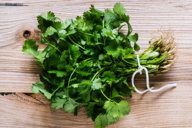 Coriander