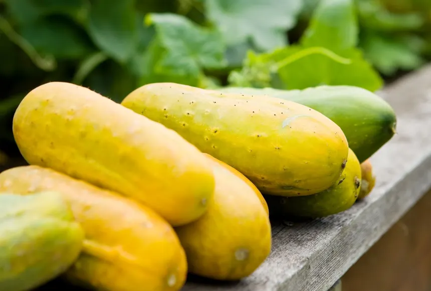 Yellow Cucumber (Dosakaya)