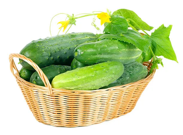 Cucumber